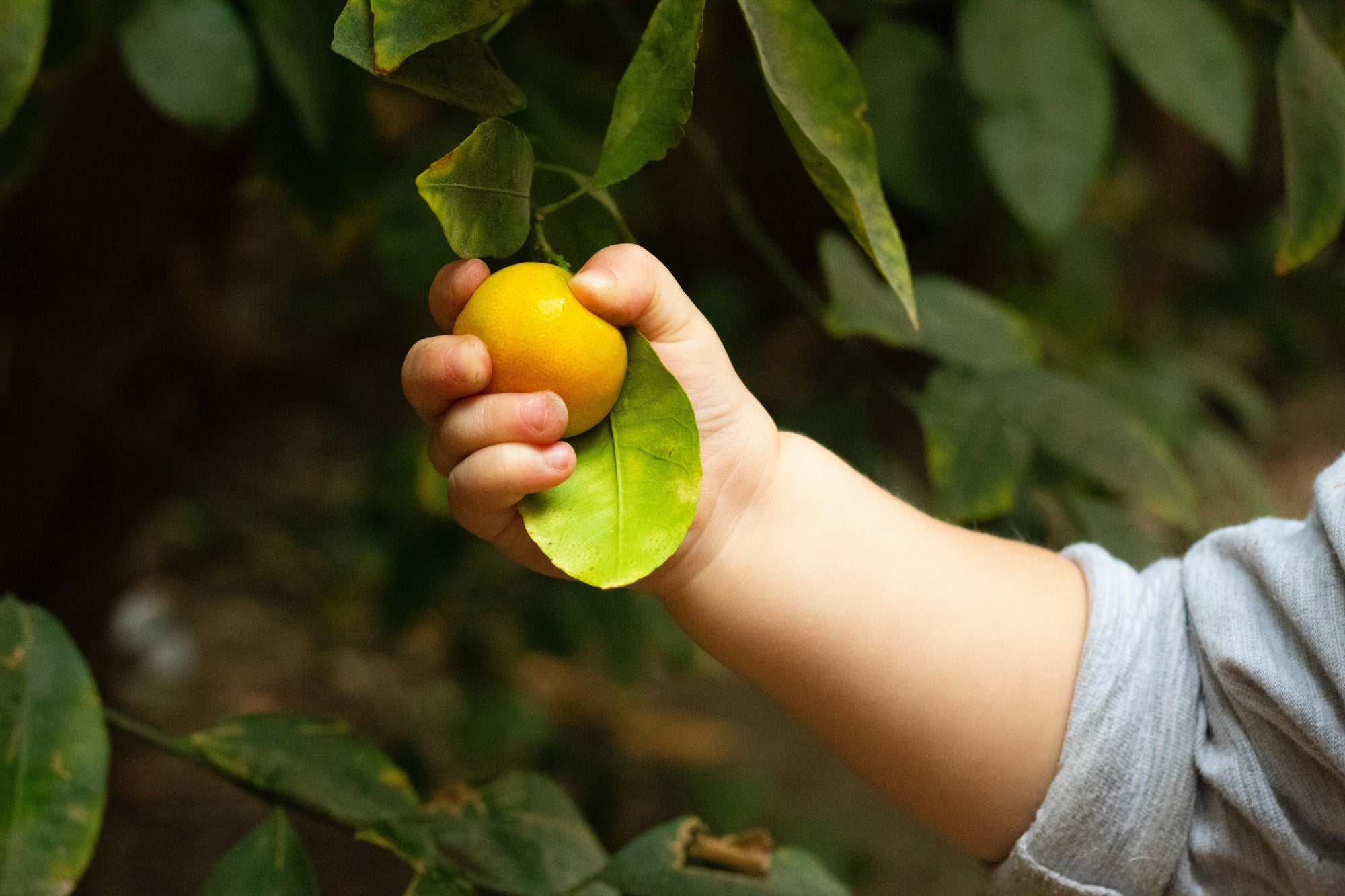 fruta-bebé